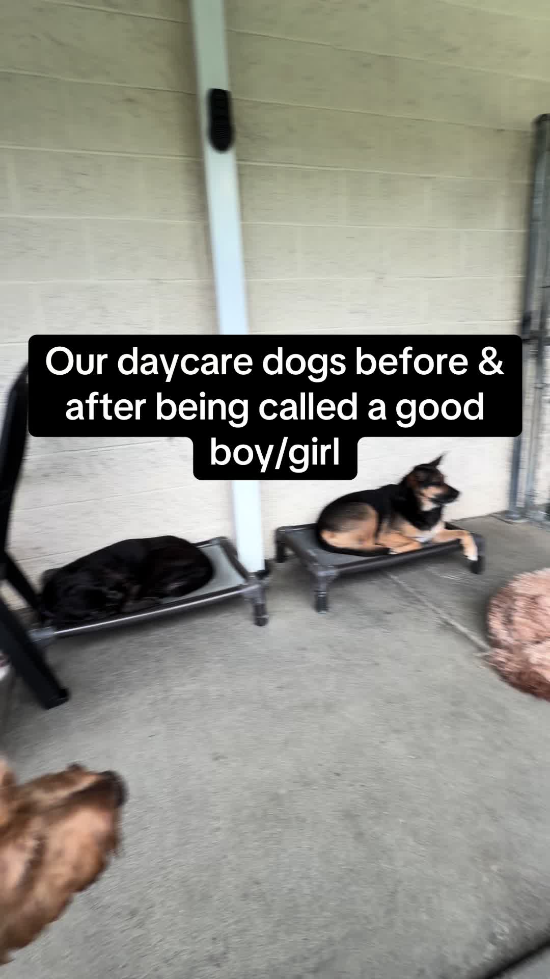@GoDog Durham