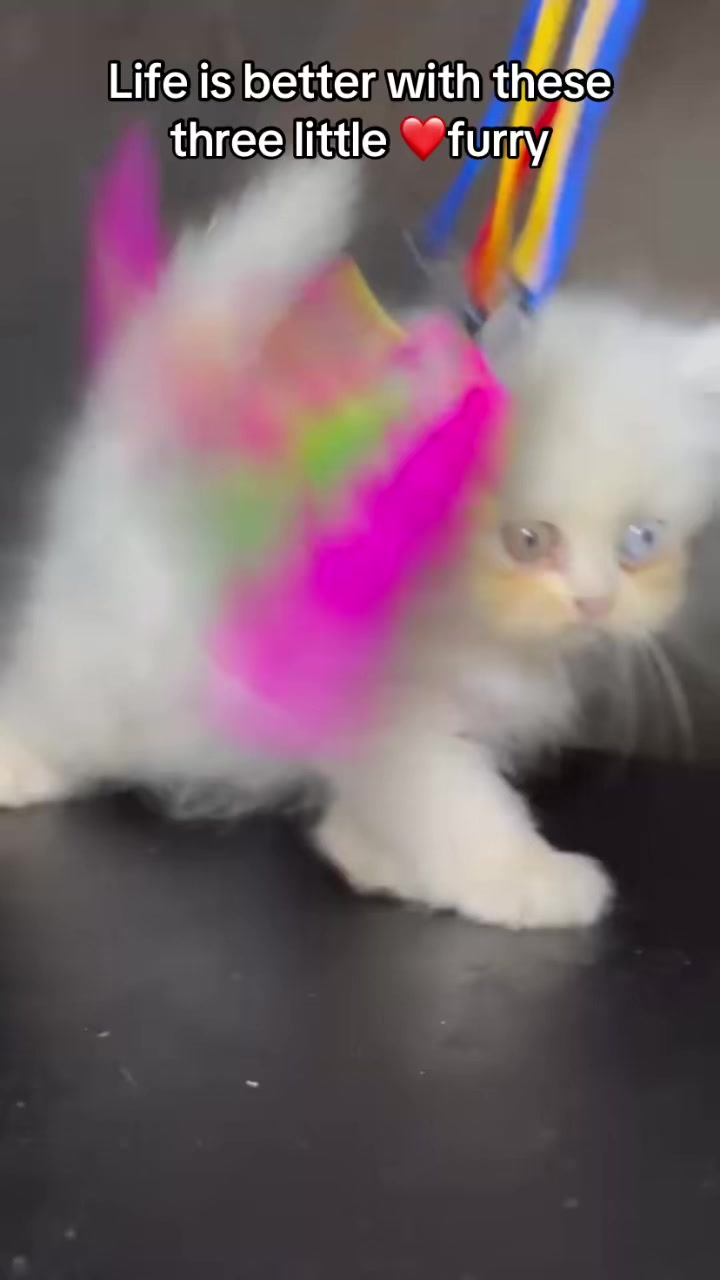@Dera&rsquo;s cats🐈🐈🐈&zwj;⬛