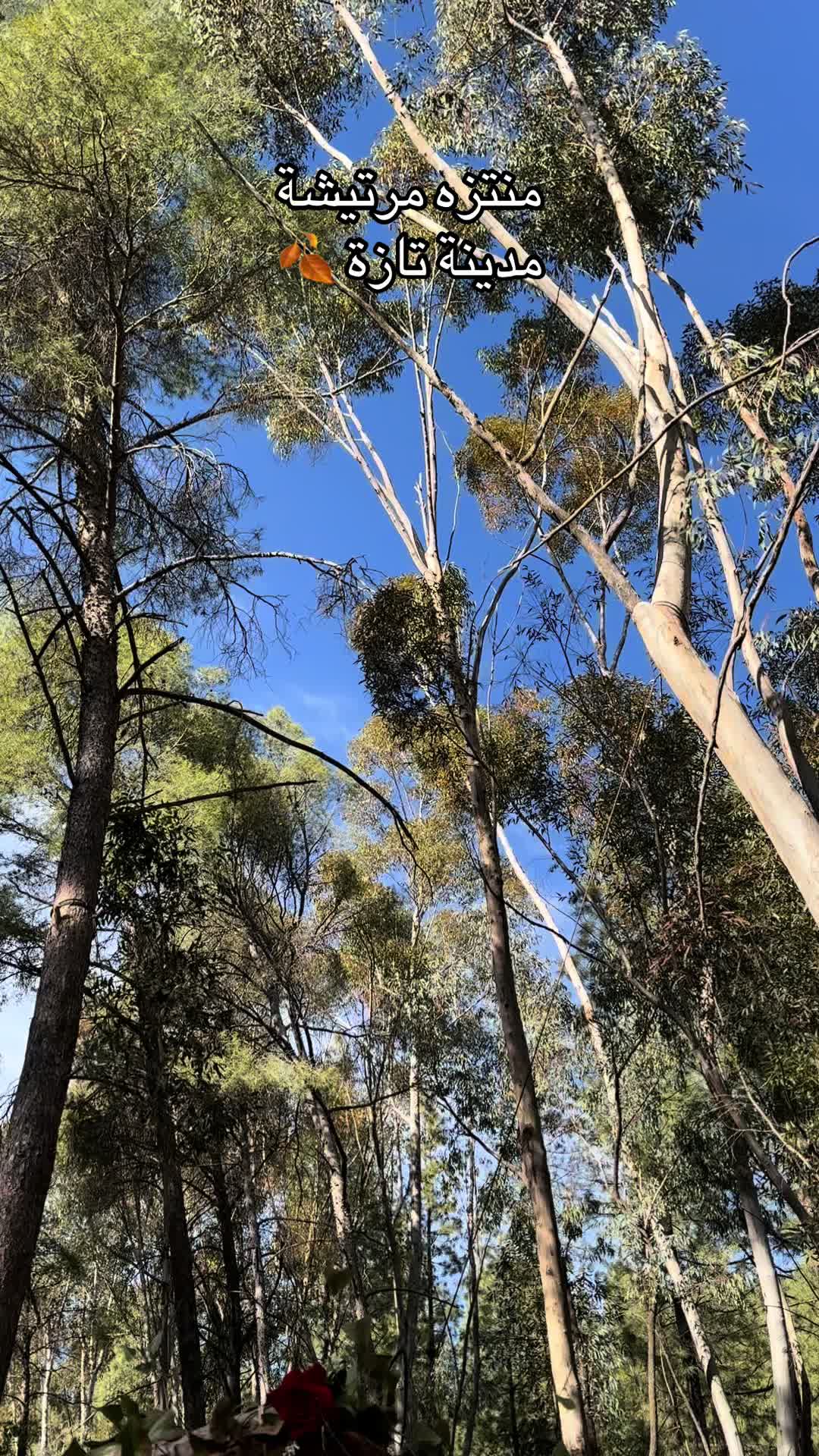 @Oussama🇲🇦تازي🇫🇷