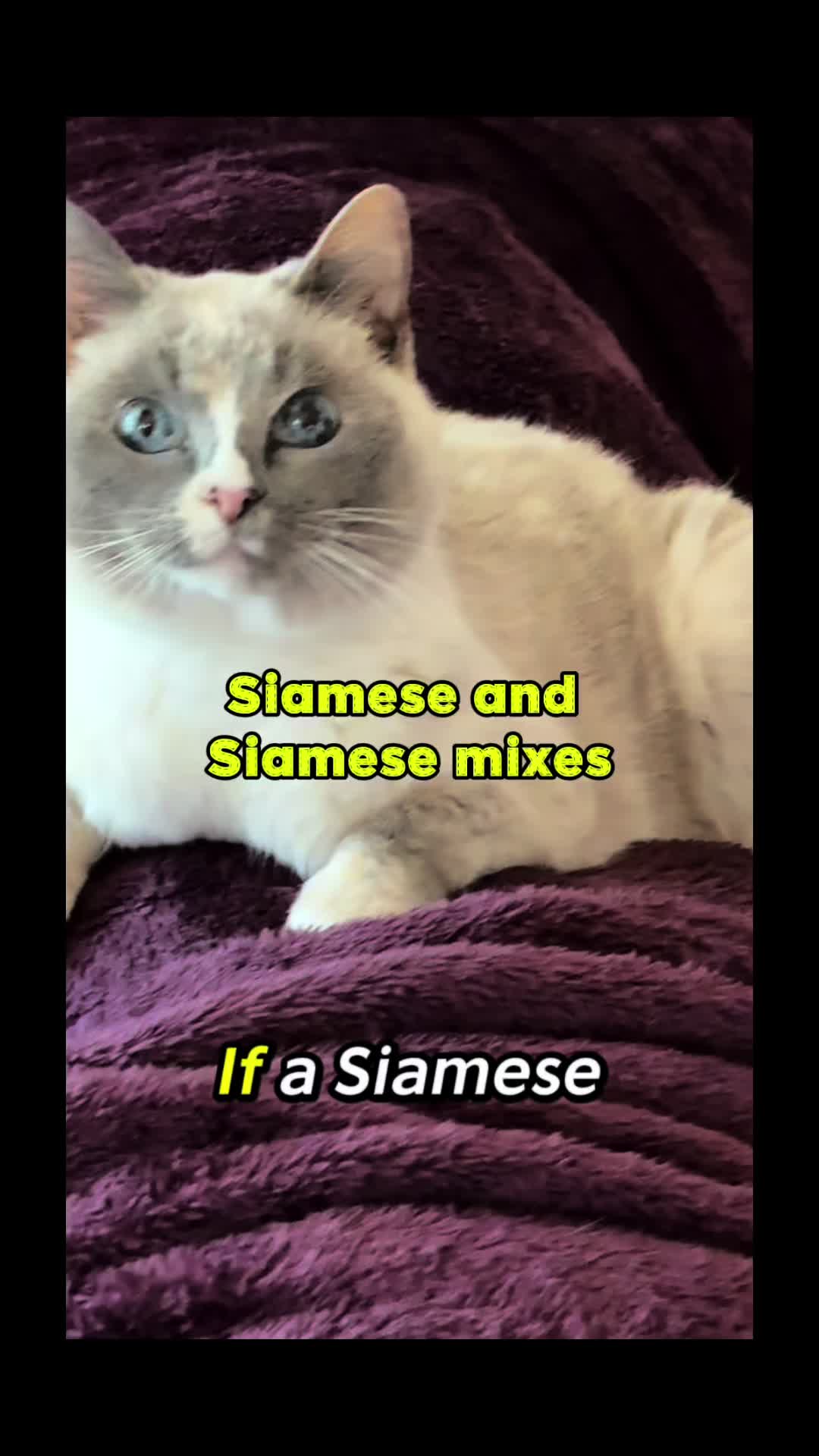 @Winnie: Maine Coon Kitty