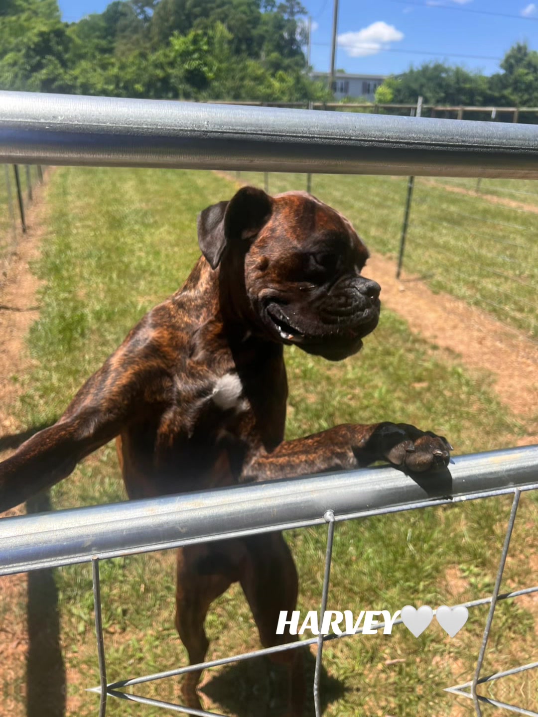 @Angie@k9kennels🐾