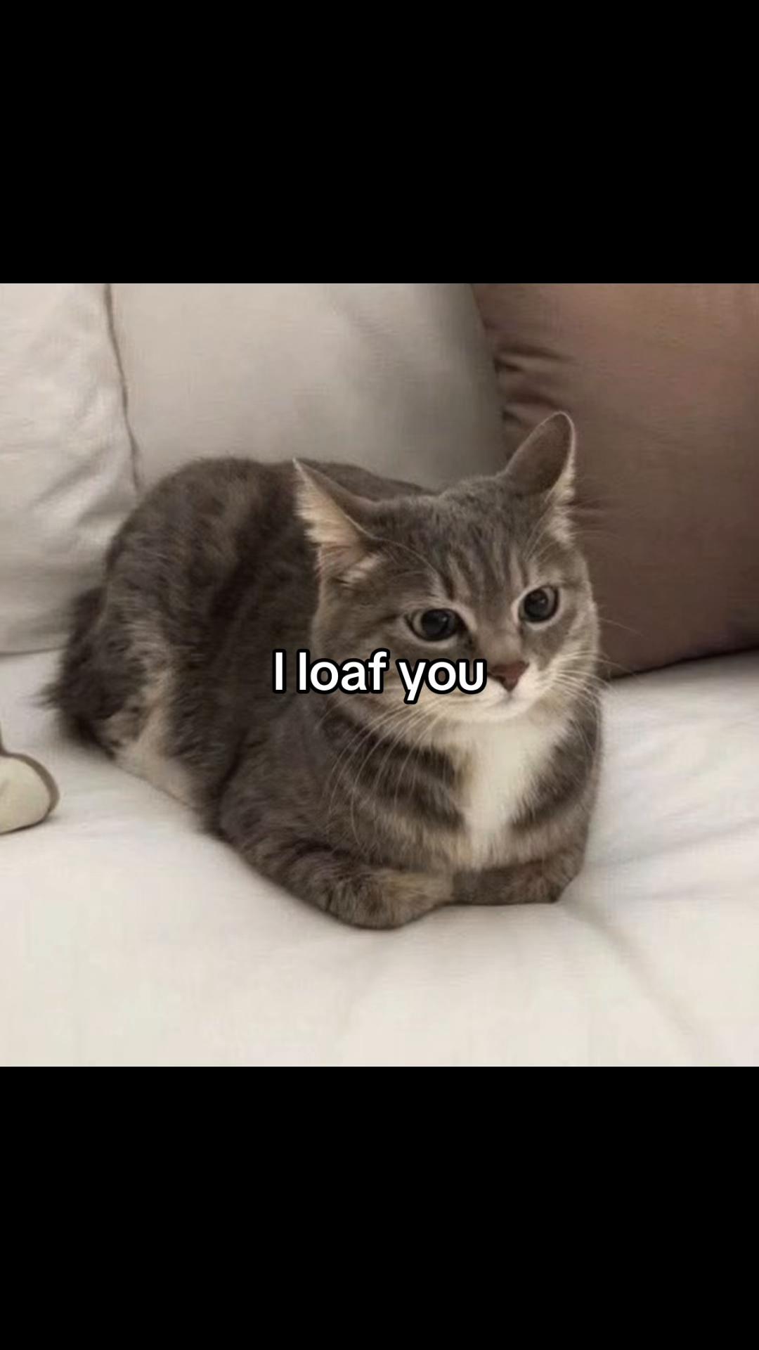 @LavanderCat