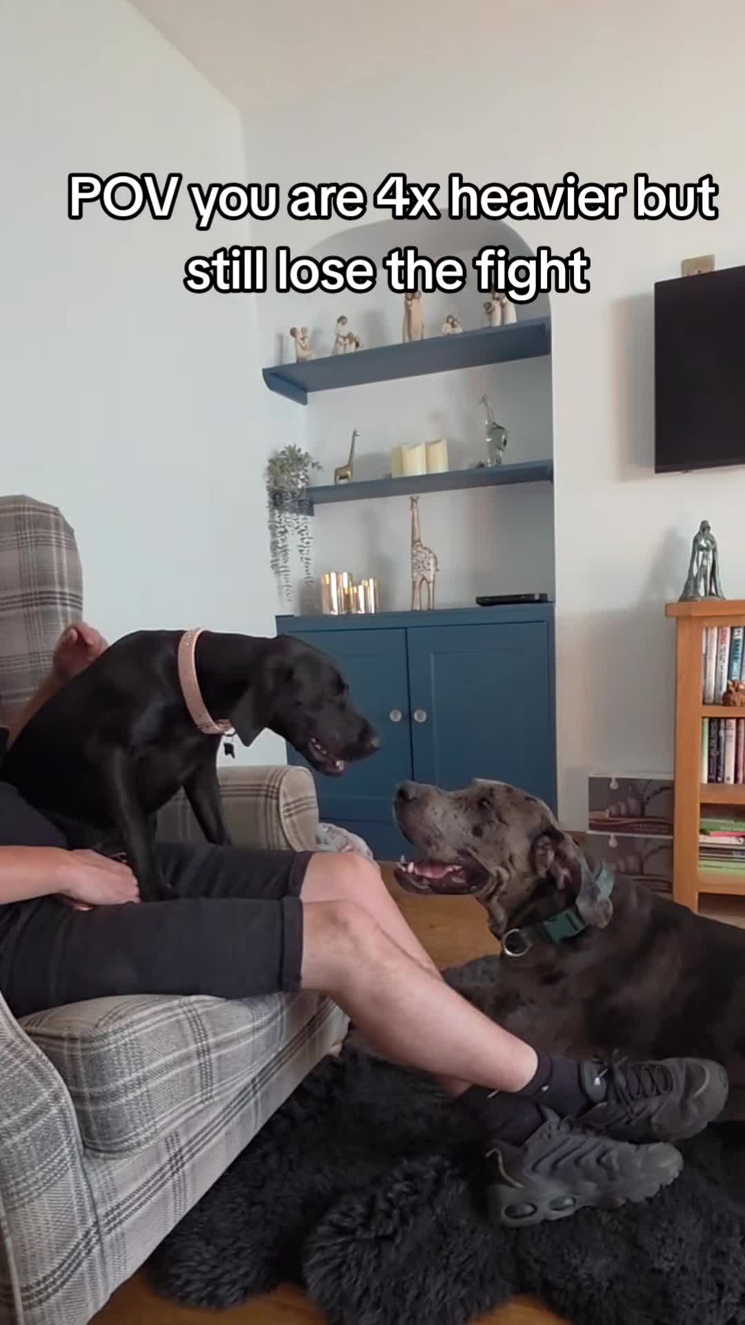 @Magnus the GREAT DANE