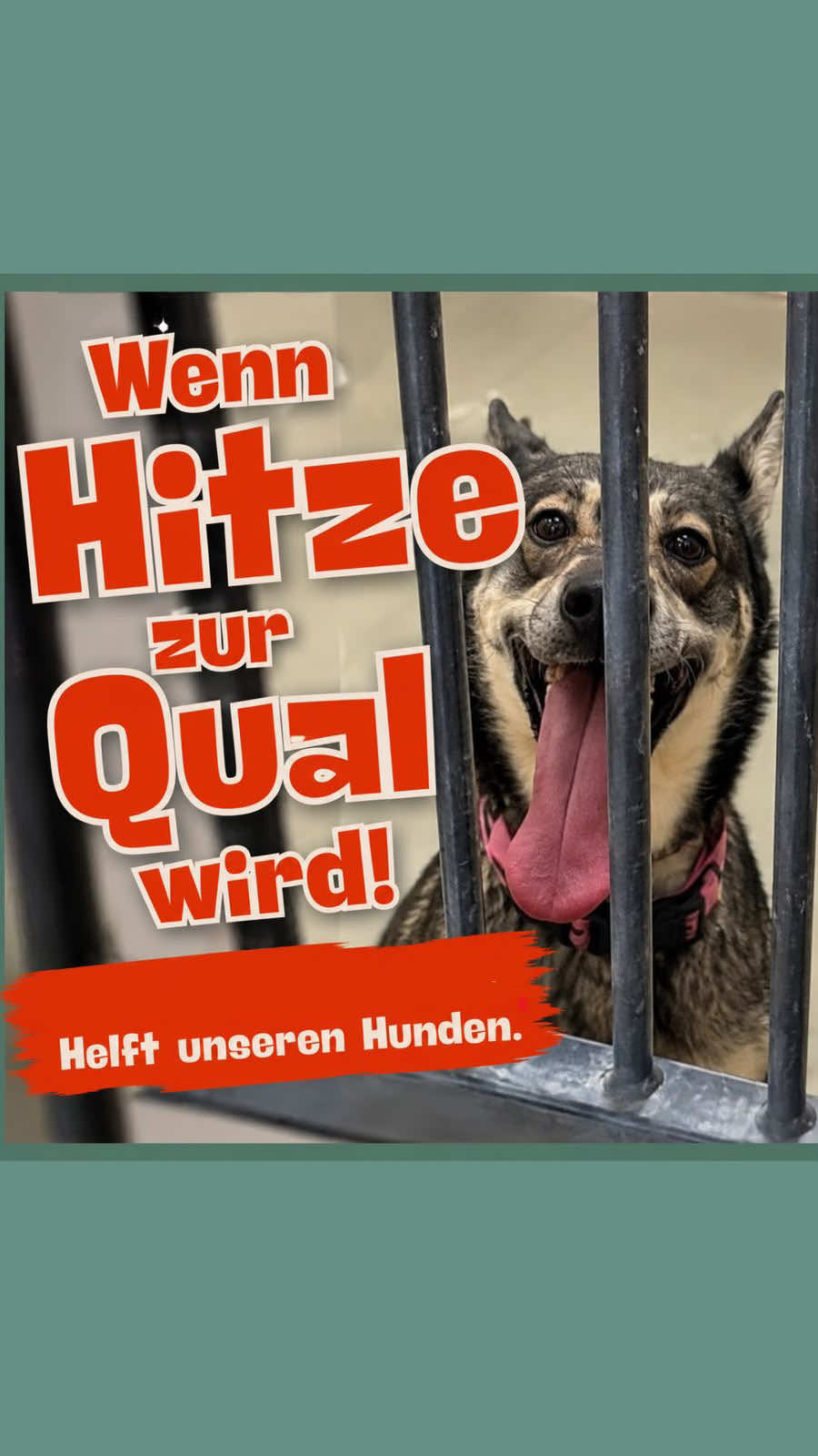 @TierheimKR