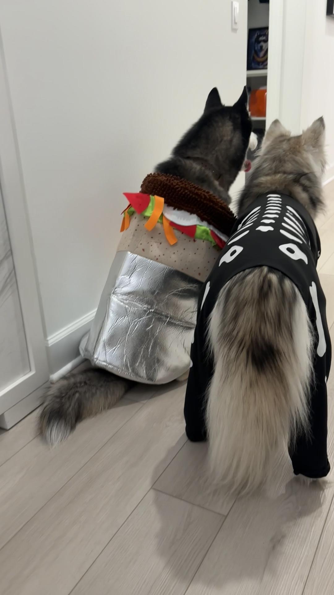 @lifewith2huskies