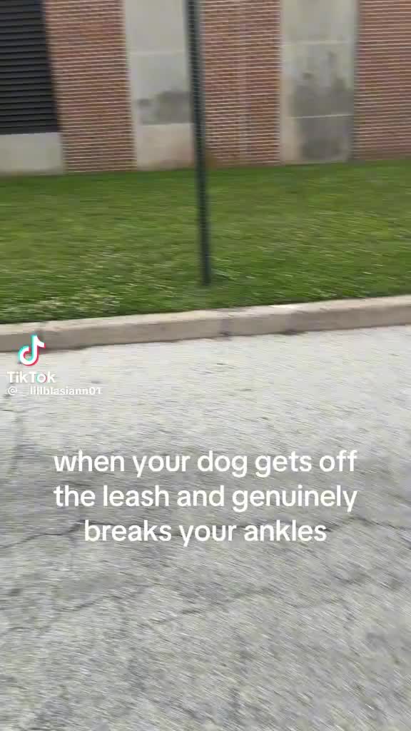 @maverick ash