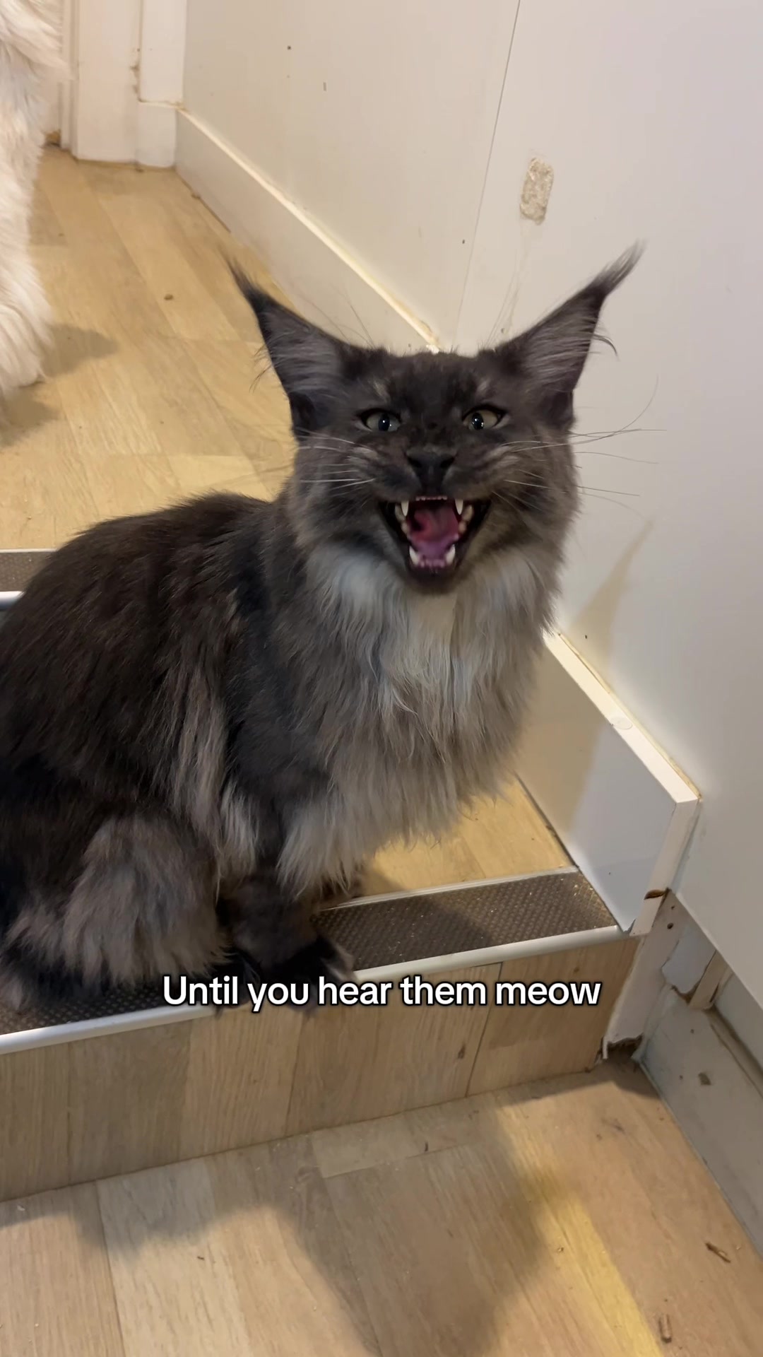 @crazycatcafe
