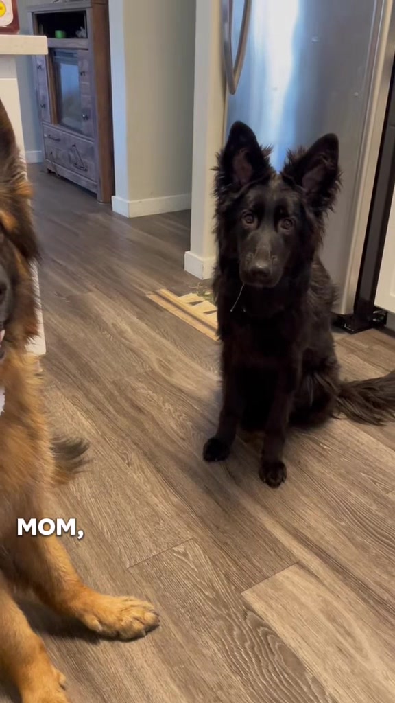 @Proud mom of Bear&Riska