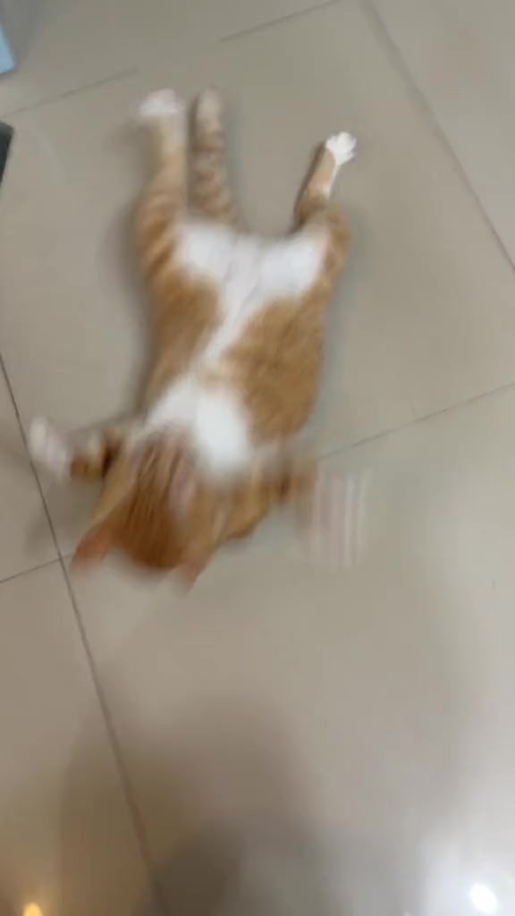 @Skibidi Cat