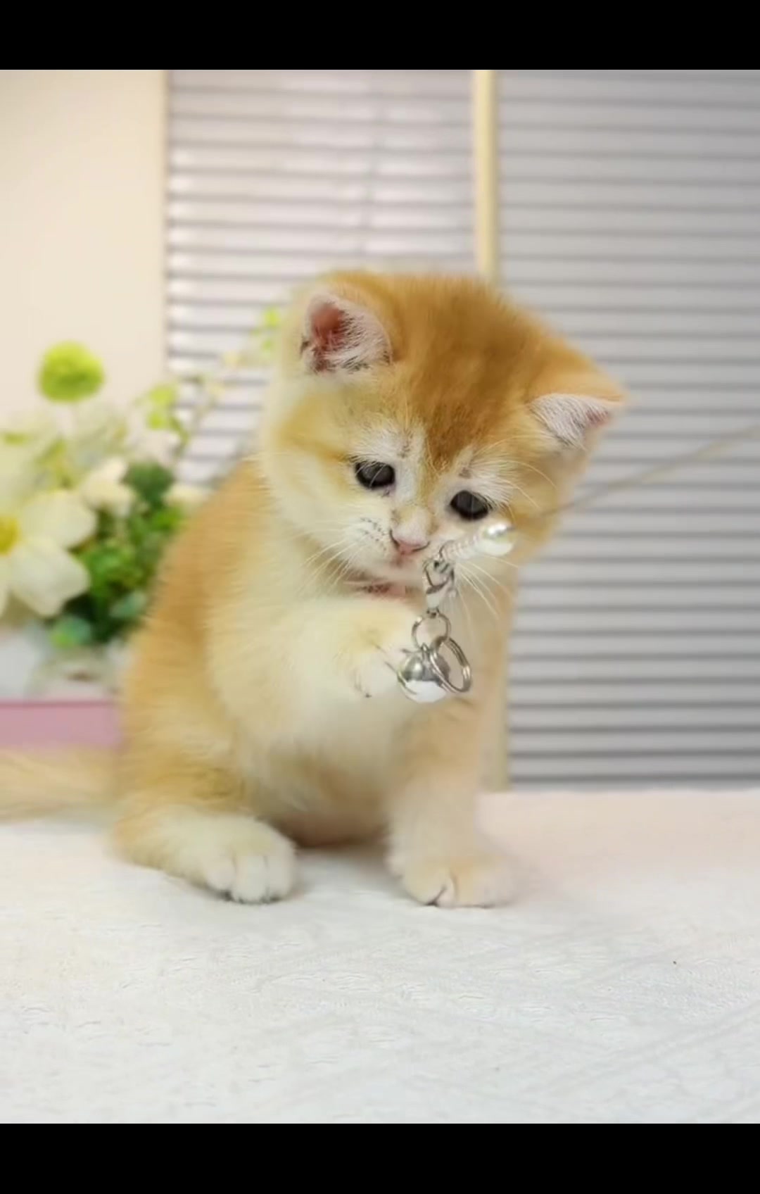 @fuyncats