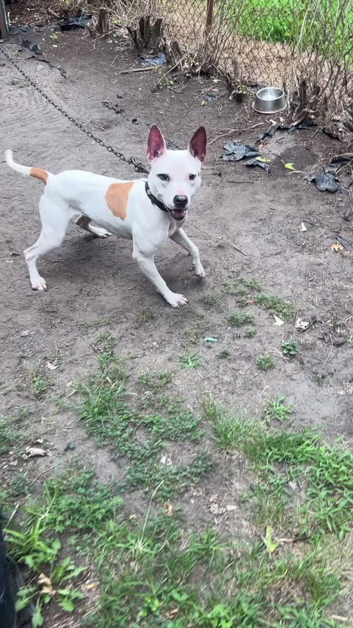 @themreal_hounds