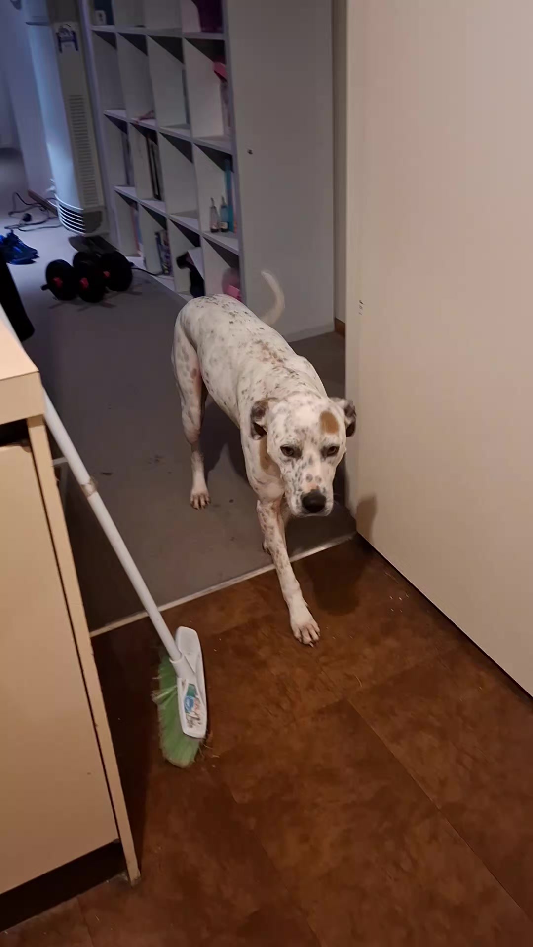 @dogs_and_stuff_8