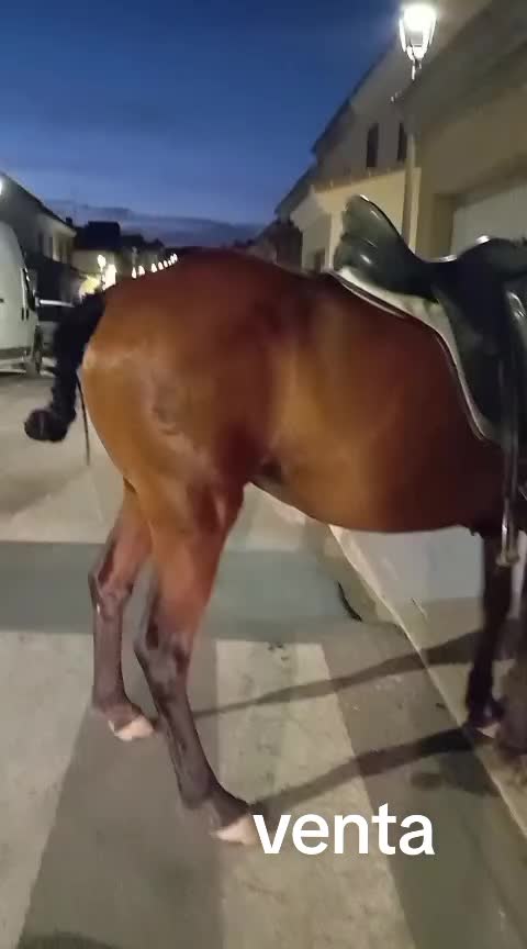 @antoncampos23
