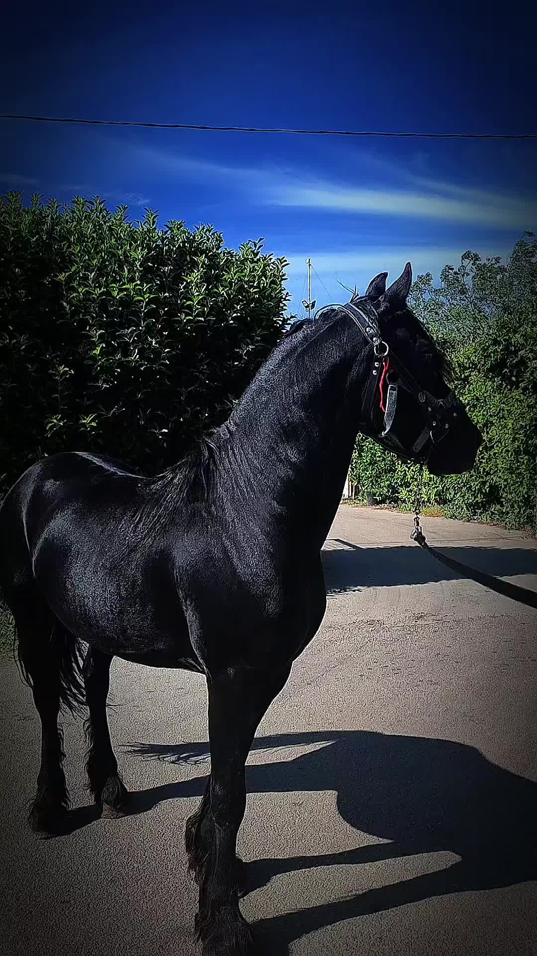 @salvatore cavallo