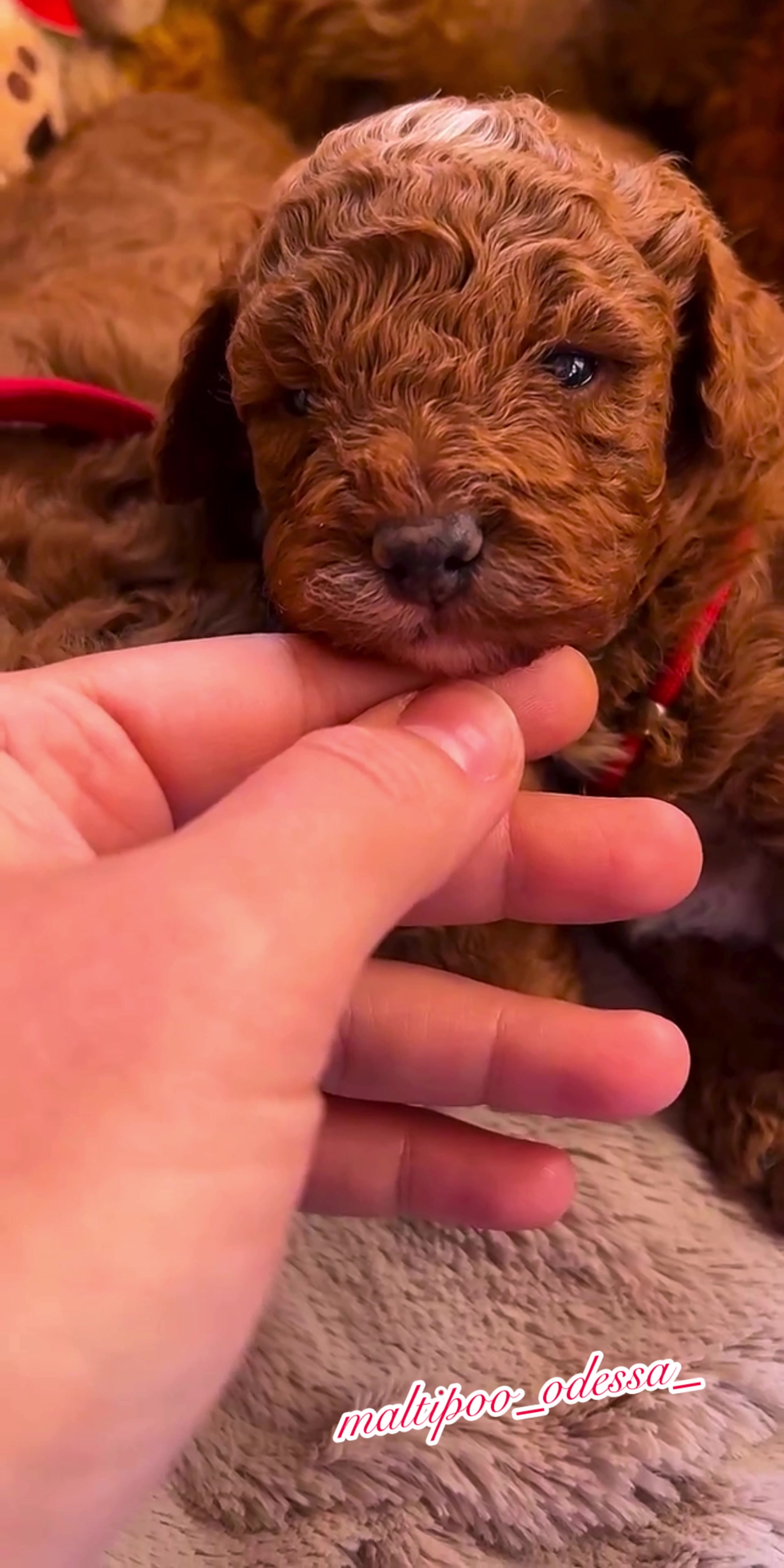 @maltipoo_odessa_