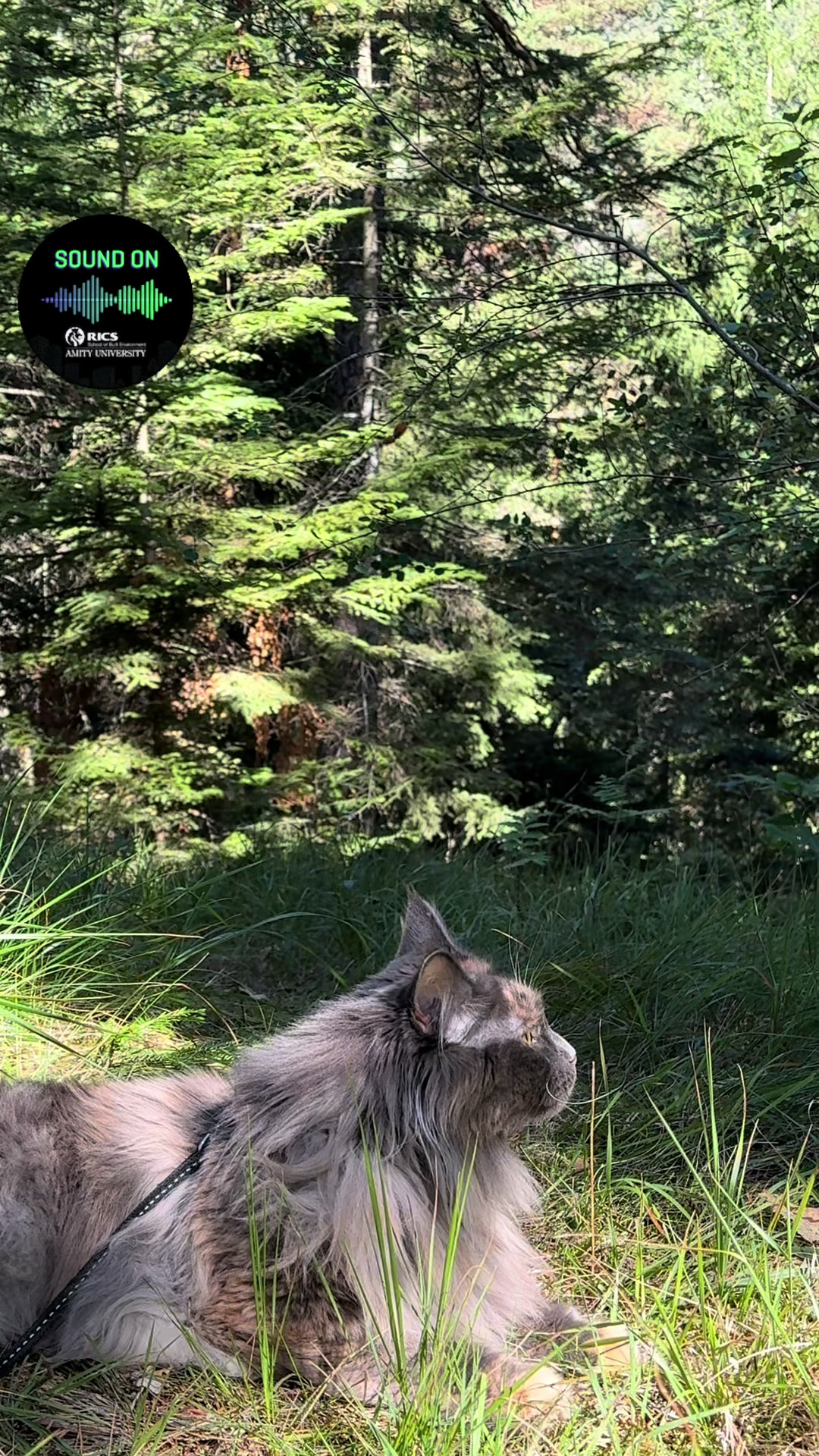 @Mike e Mendy Maine Coon