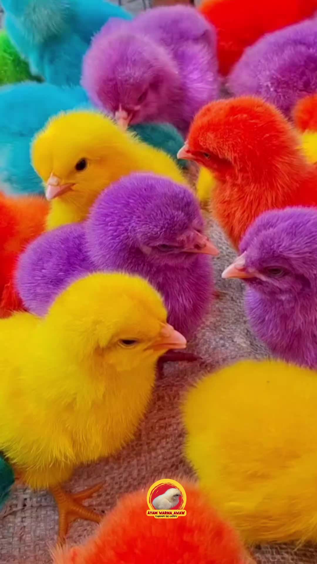 @AyamWarnaWarni