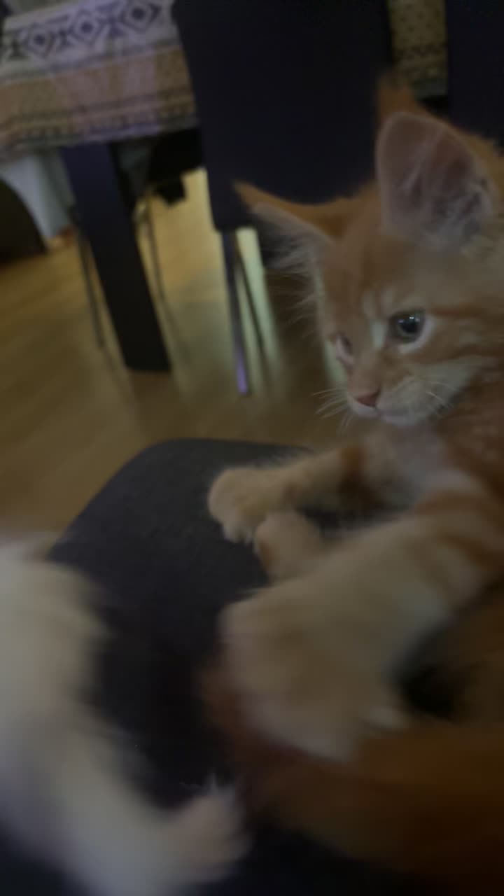 @belionmaincoon