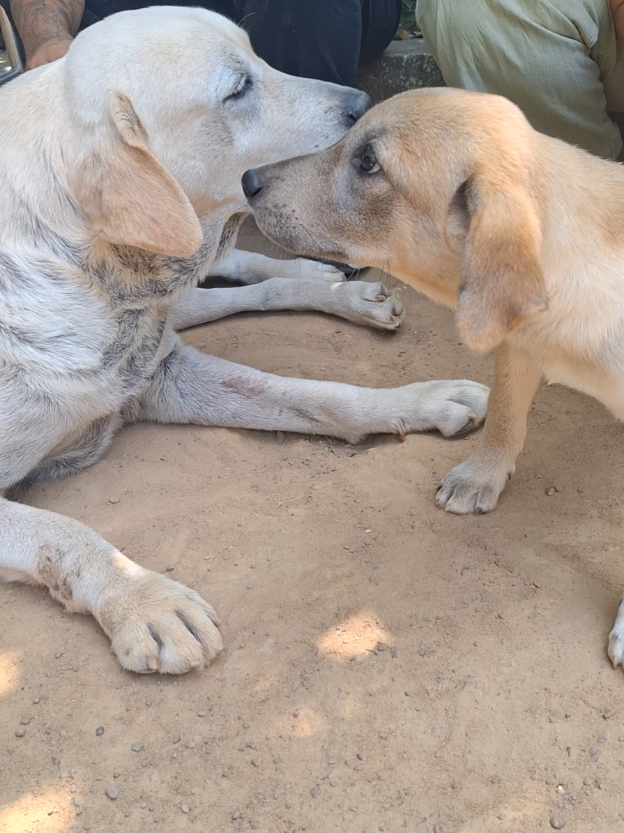 @tailsoffreedomsl