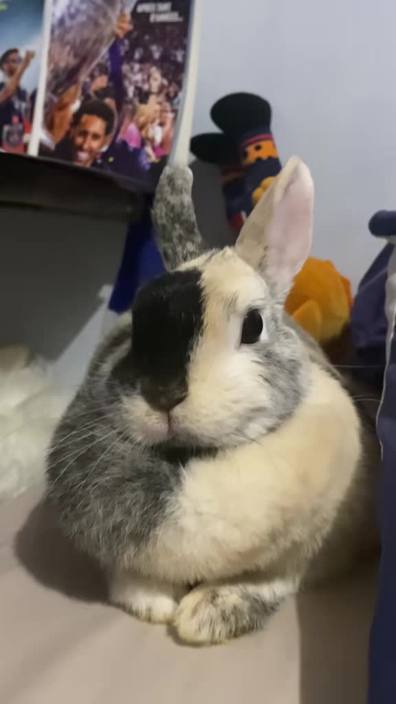 @Chichi la lapine
