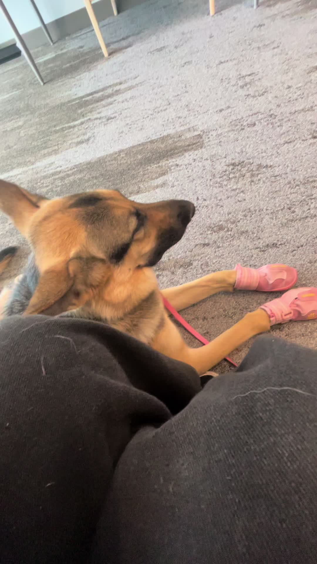 @duchesstheworkingdog