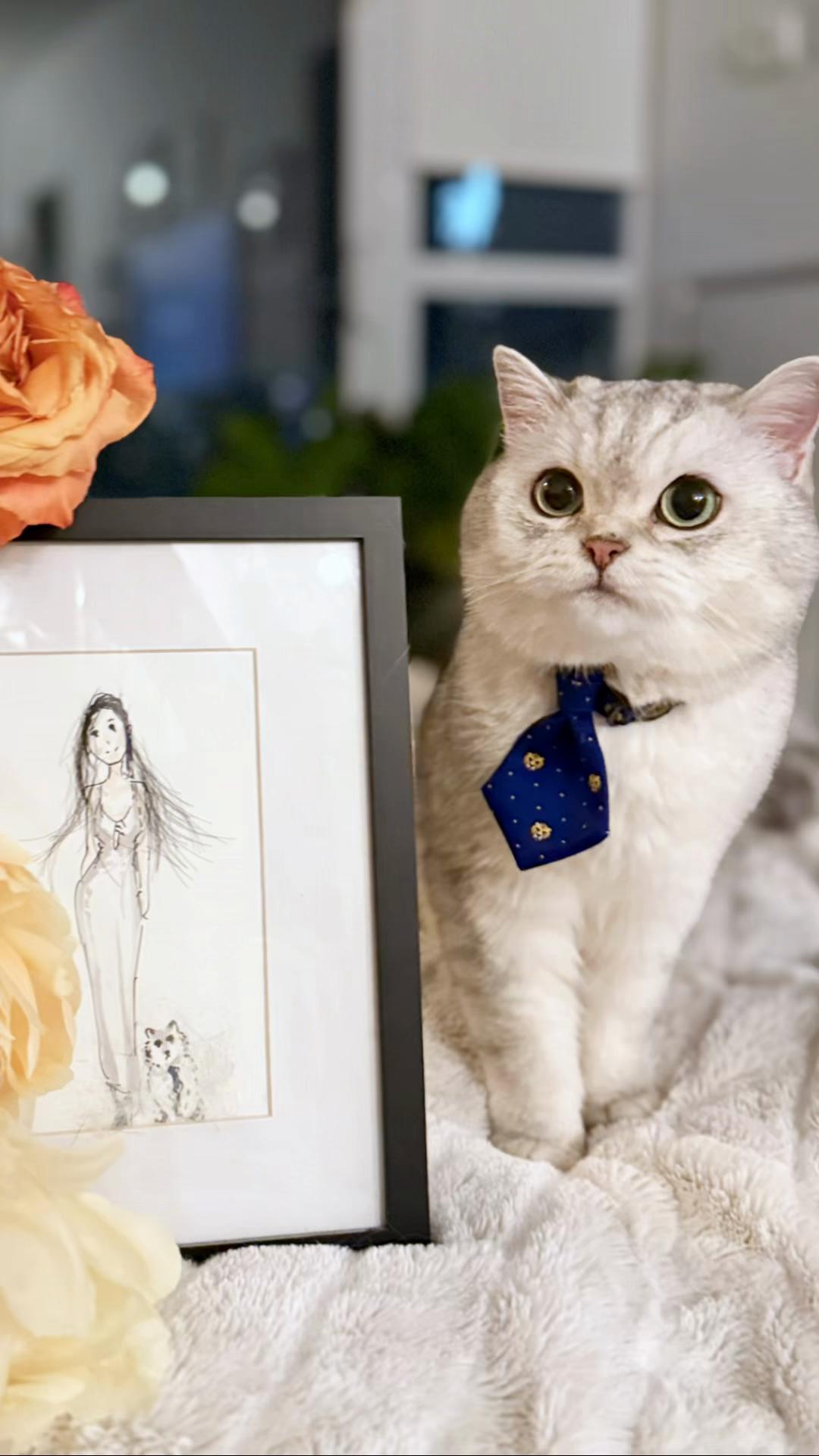@Ollie the Cat