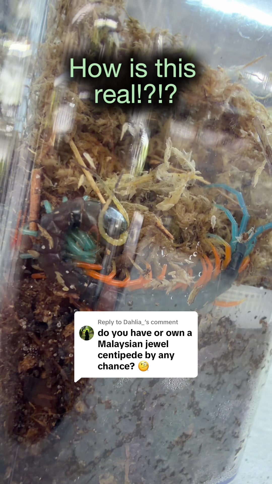 @Spider Conservatory