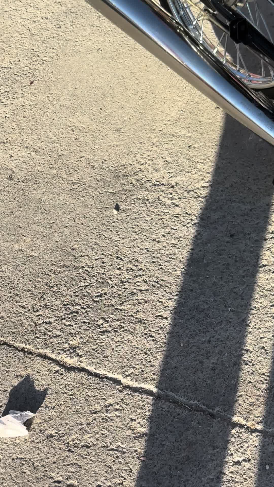 @𝐌𝐞𝐡𝐦𝐞𝐭 𝐂𝐚𝐧