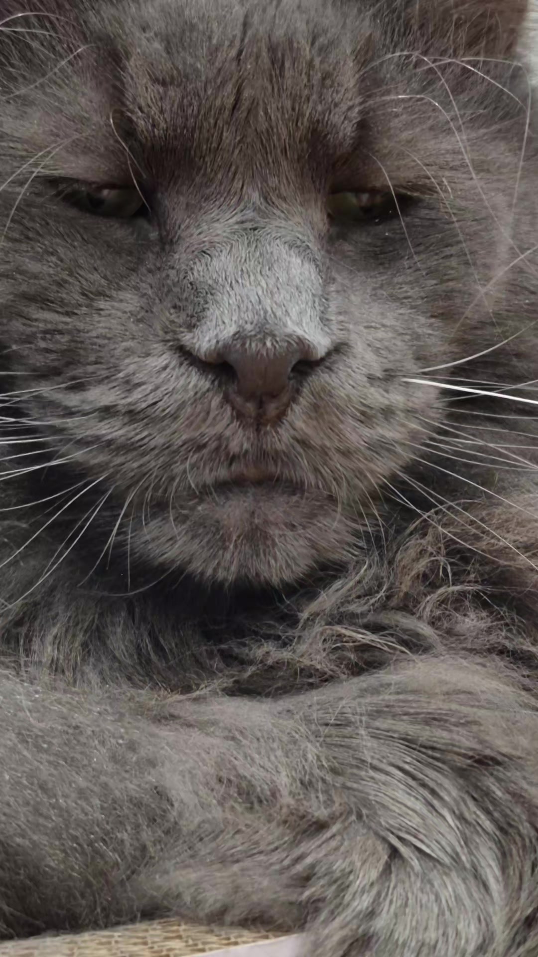 @Ragnar the Maine Coon 🐈