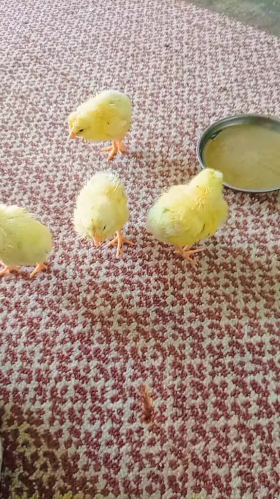 @H&uuml;nkar Hayat