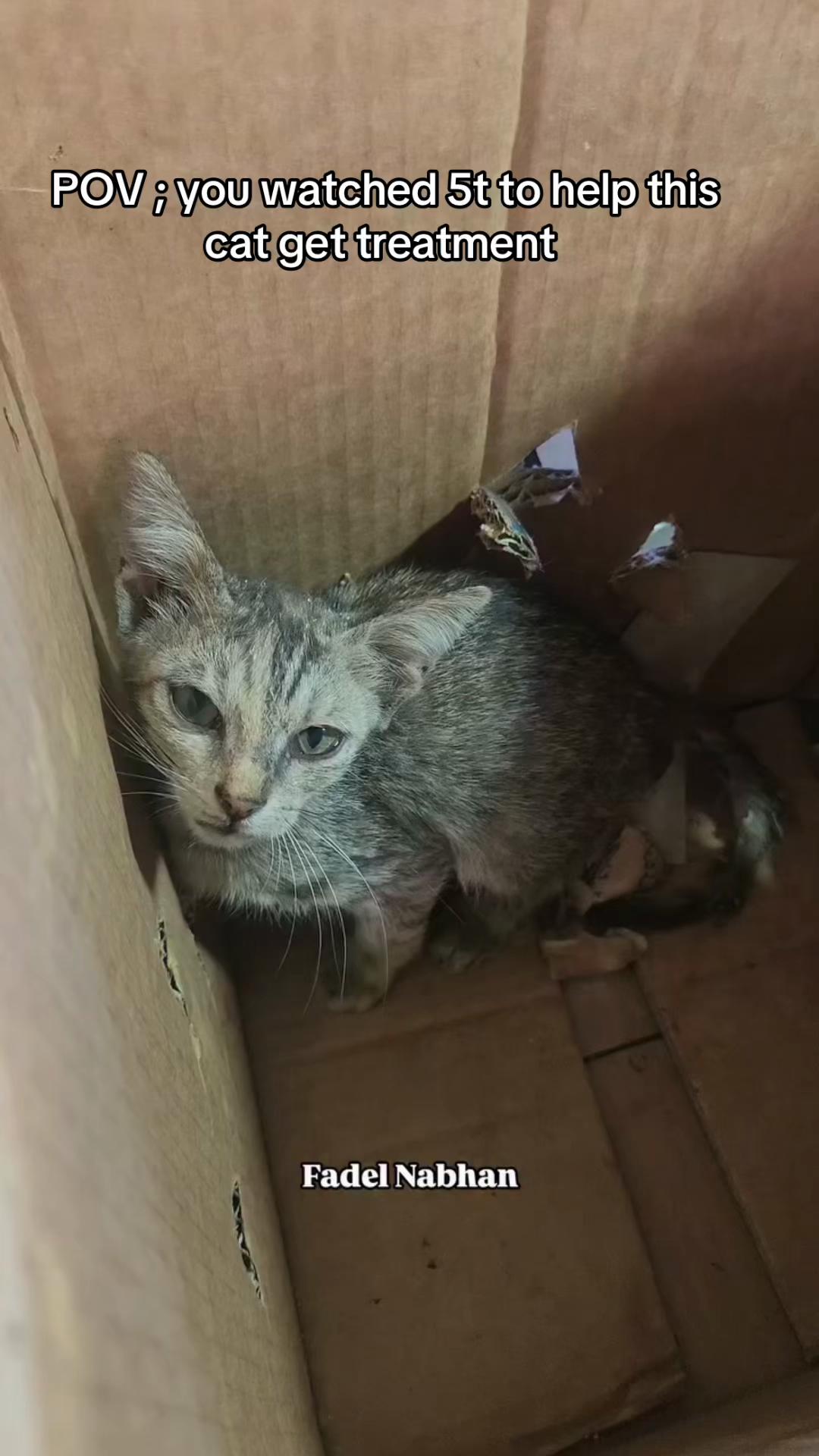 @Gaza Animal Rescue