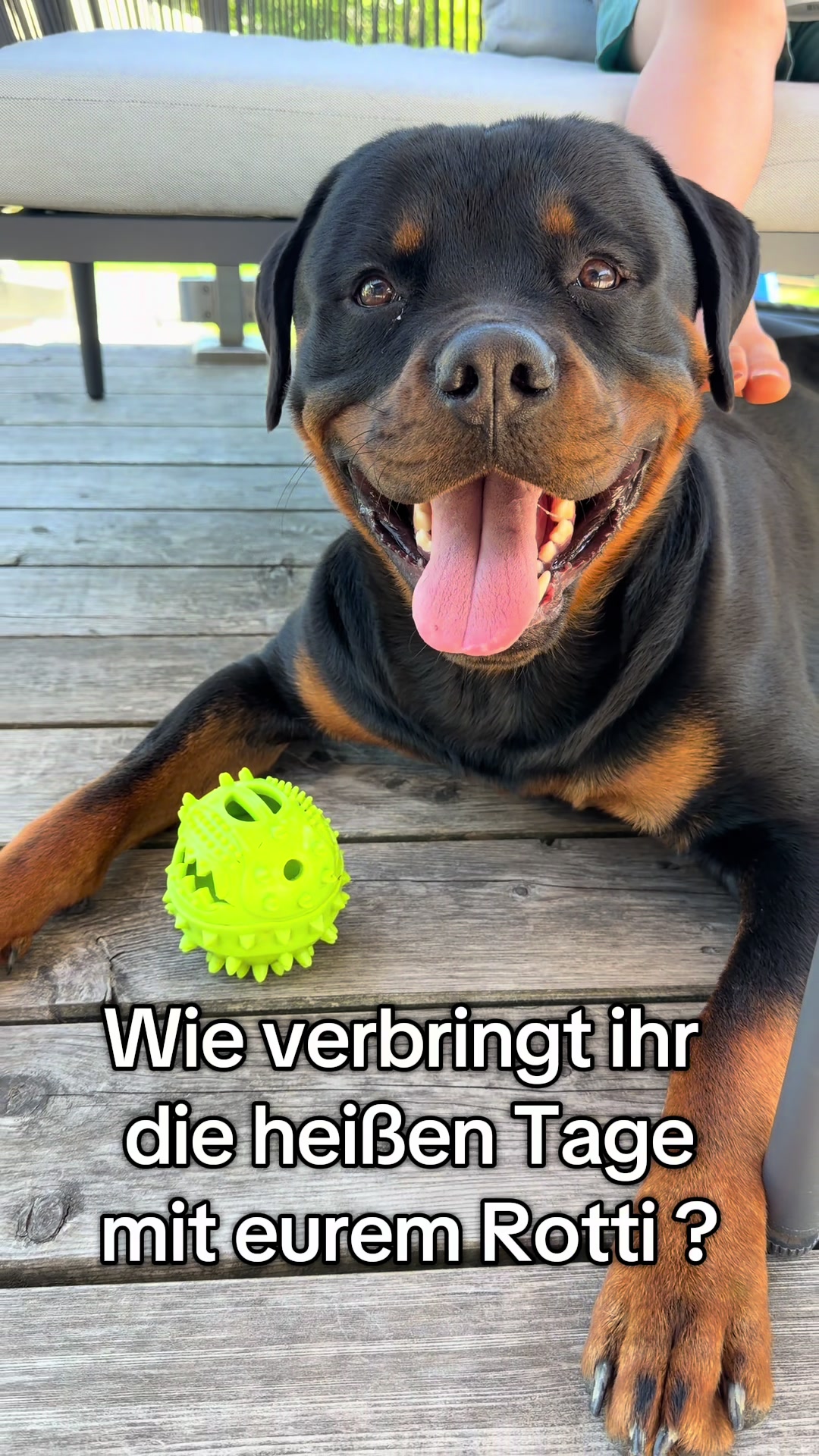 @JAGGER - the German Rottweiler
