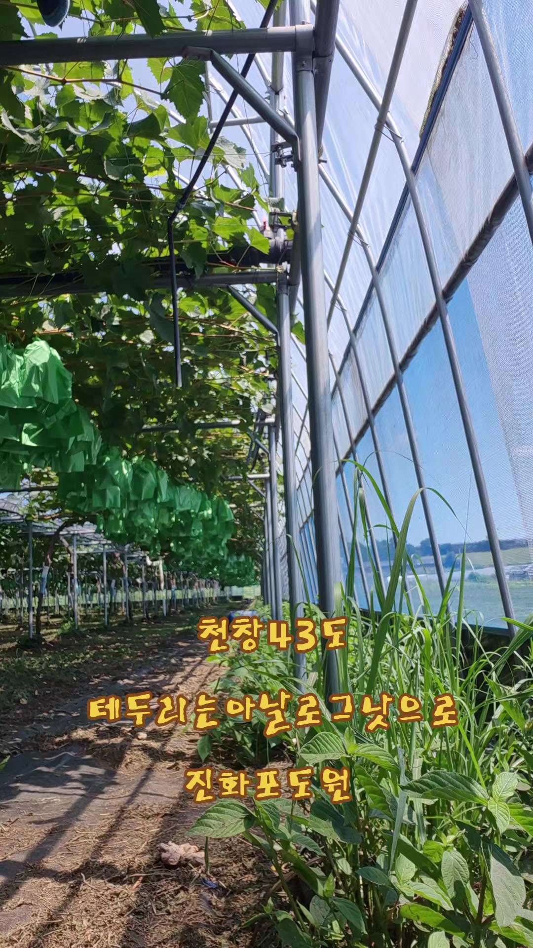 @진화포도원