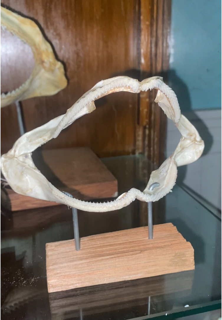 @Shark Jaw Displaying