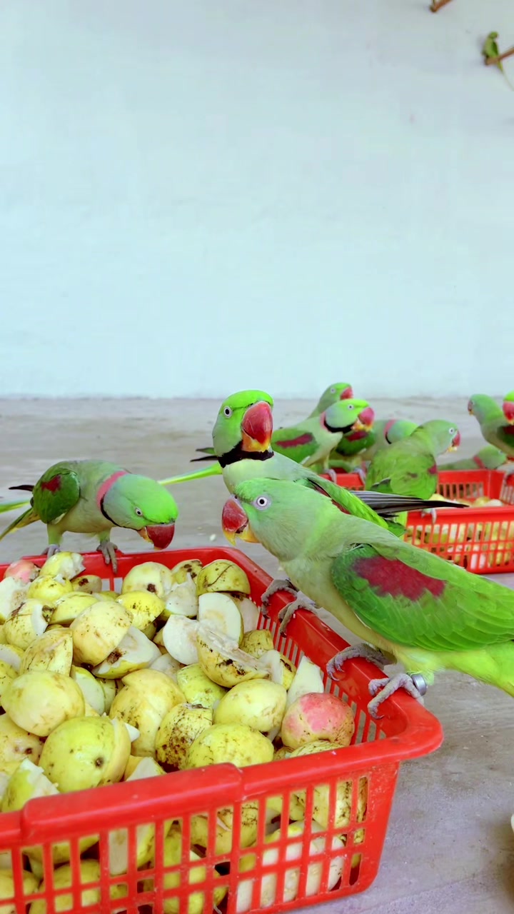 @WA Aviary