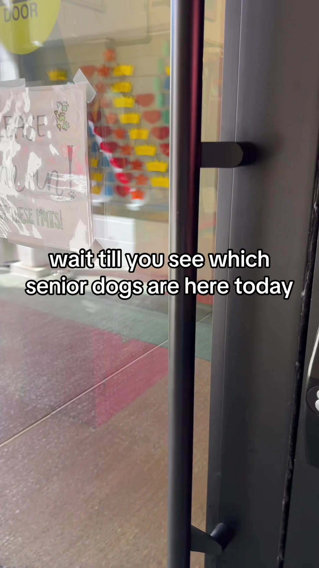 @Lisa fosters senior dogs 🐶