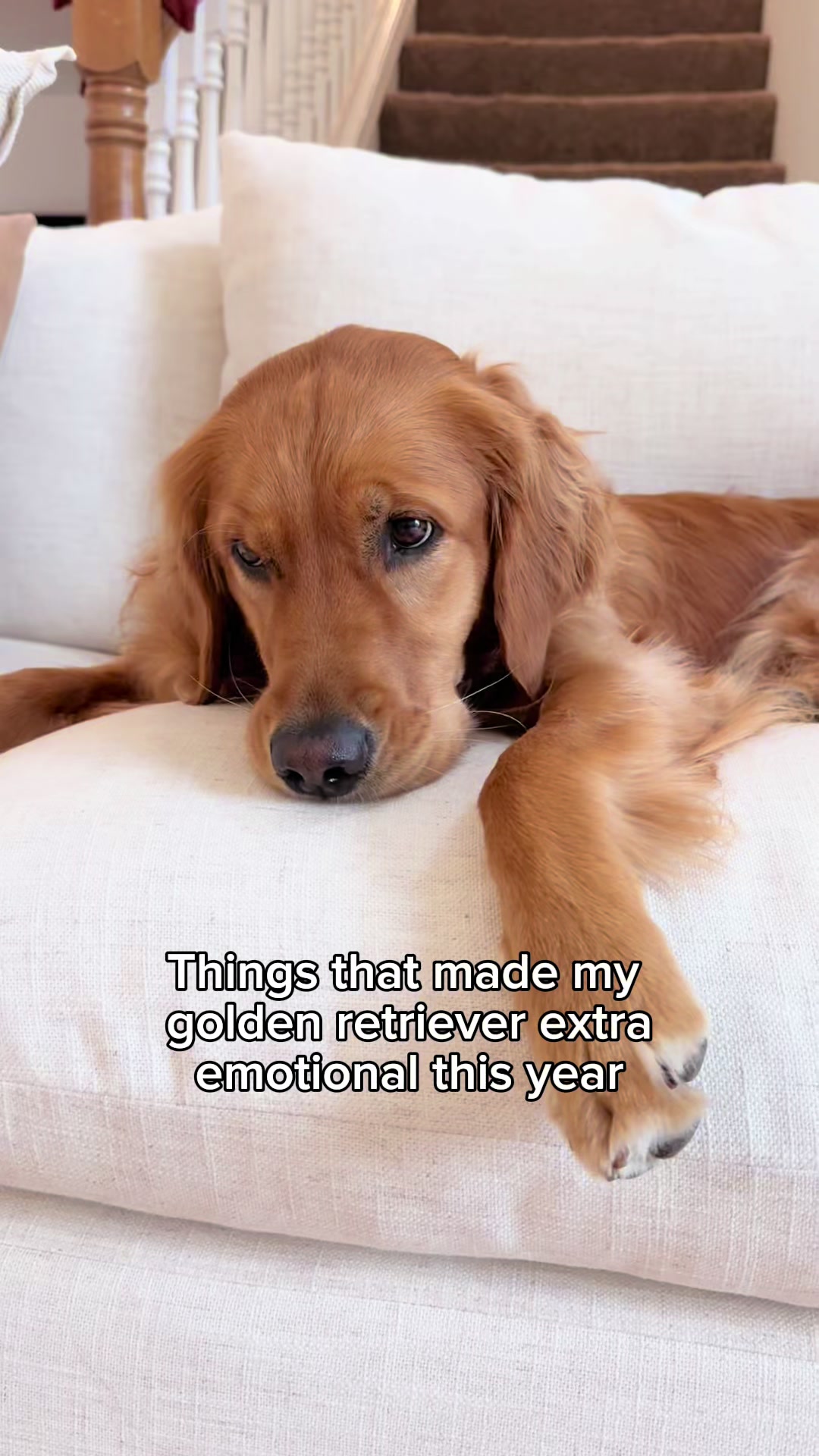 @ayce & aria 🐶