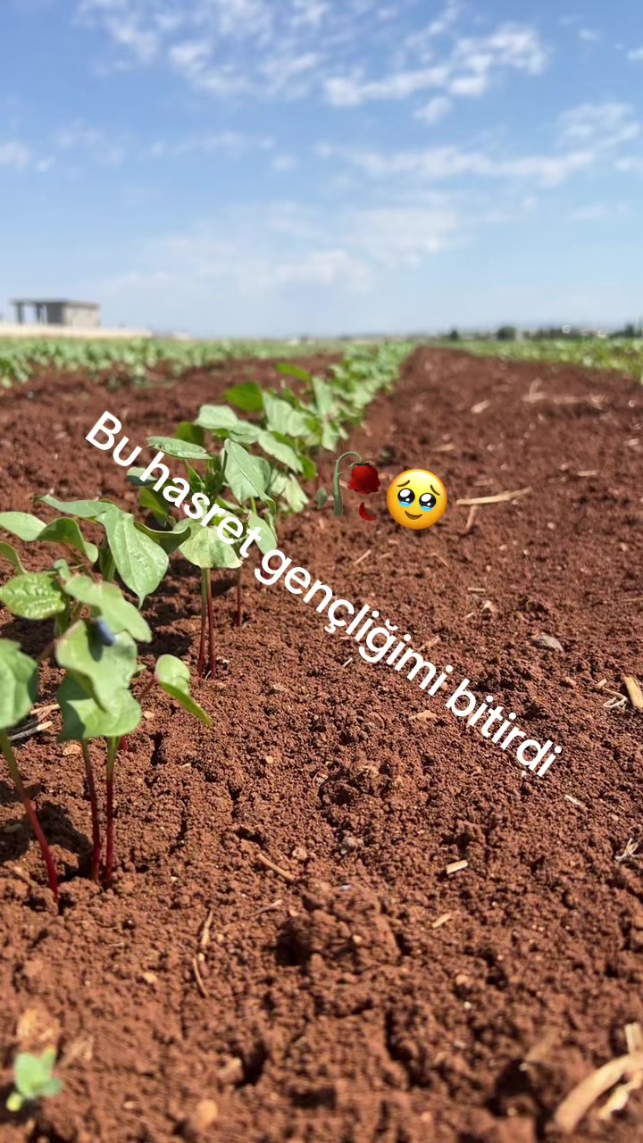 @&ccedil;i&ccedil;ek&hearts;️