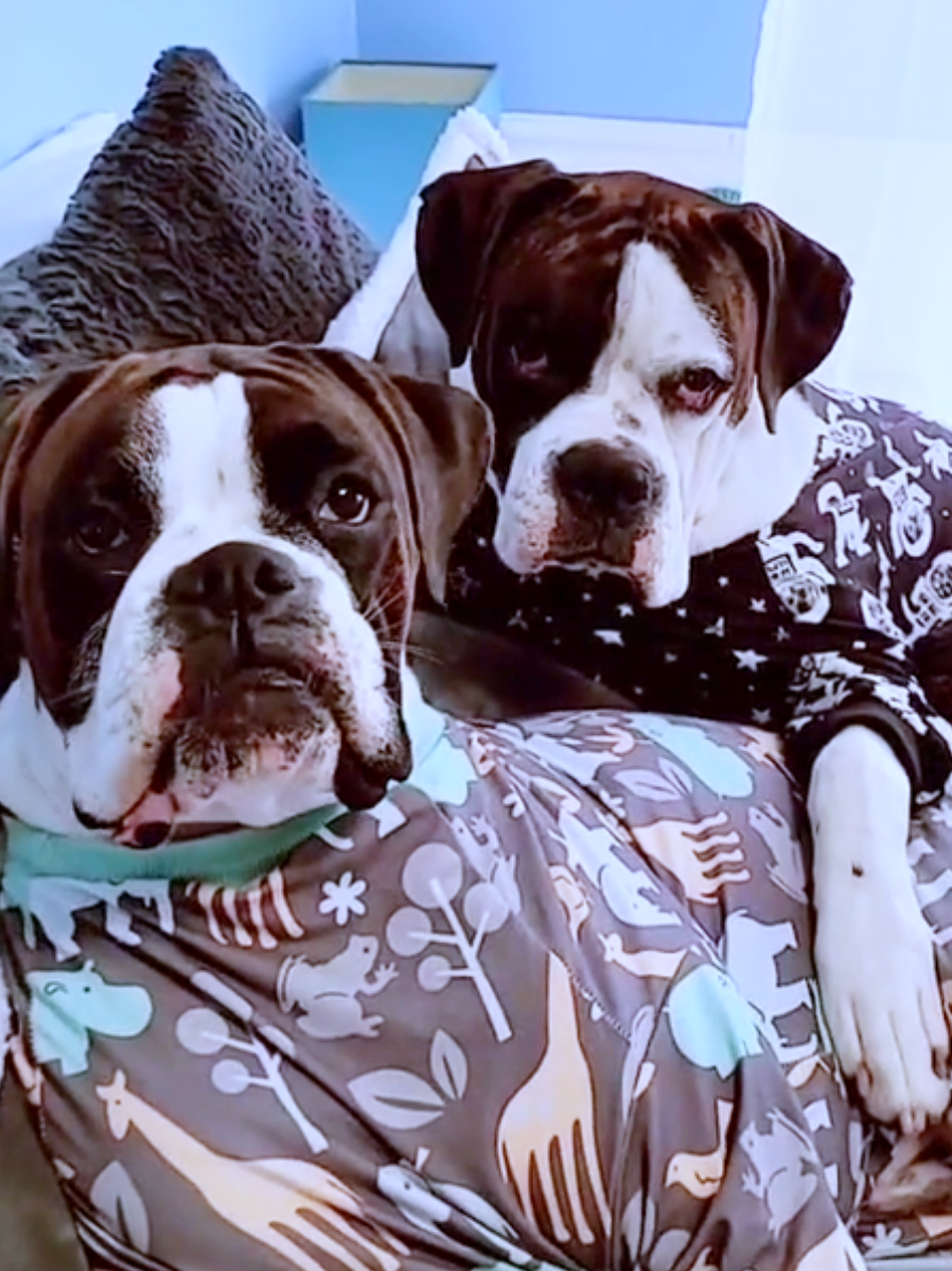 @BoxersLily&Elvis