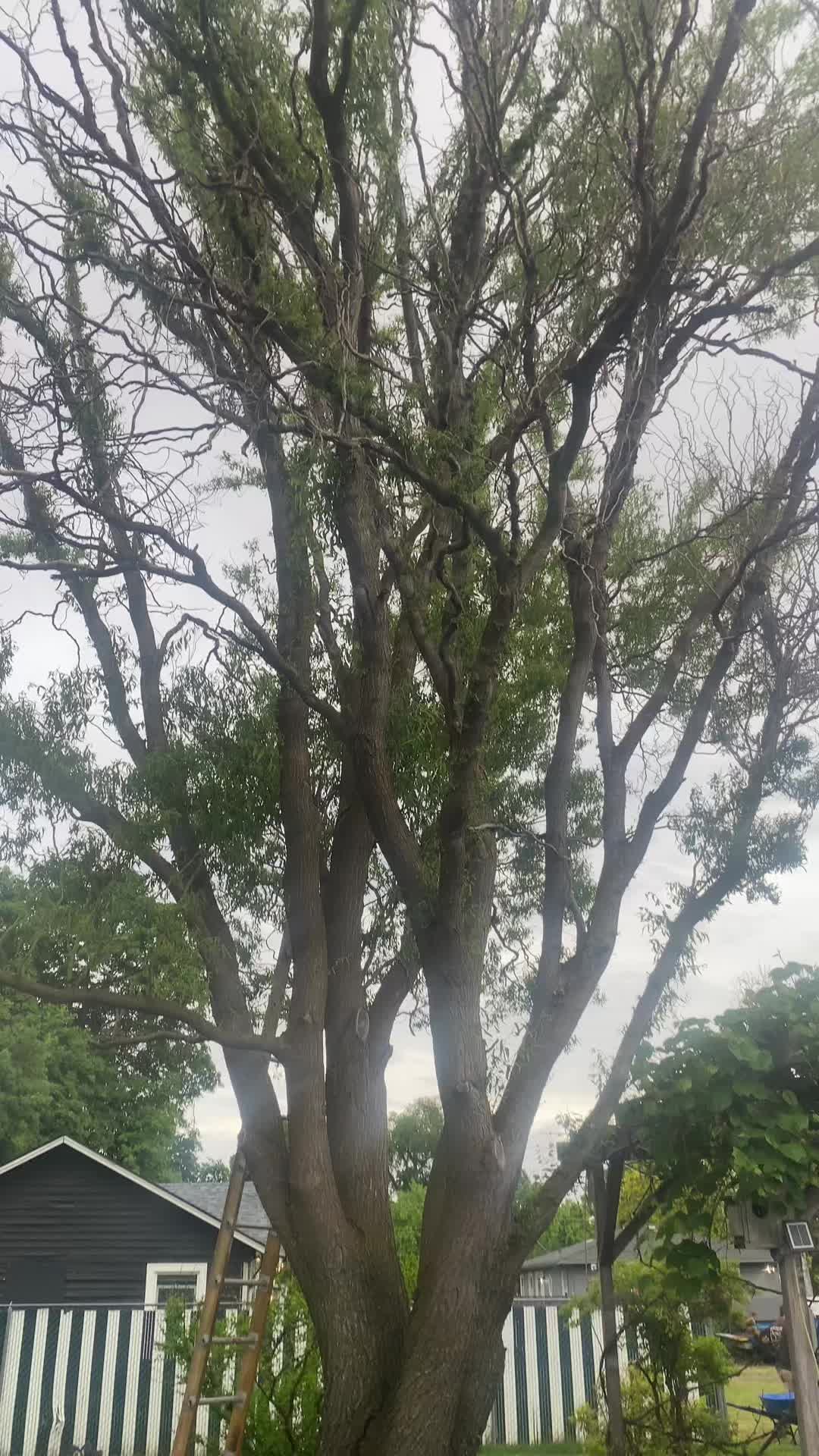 @The Tree Clique