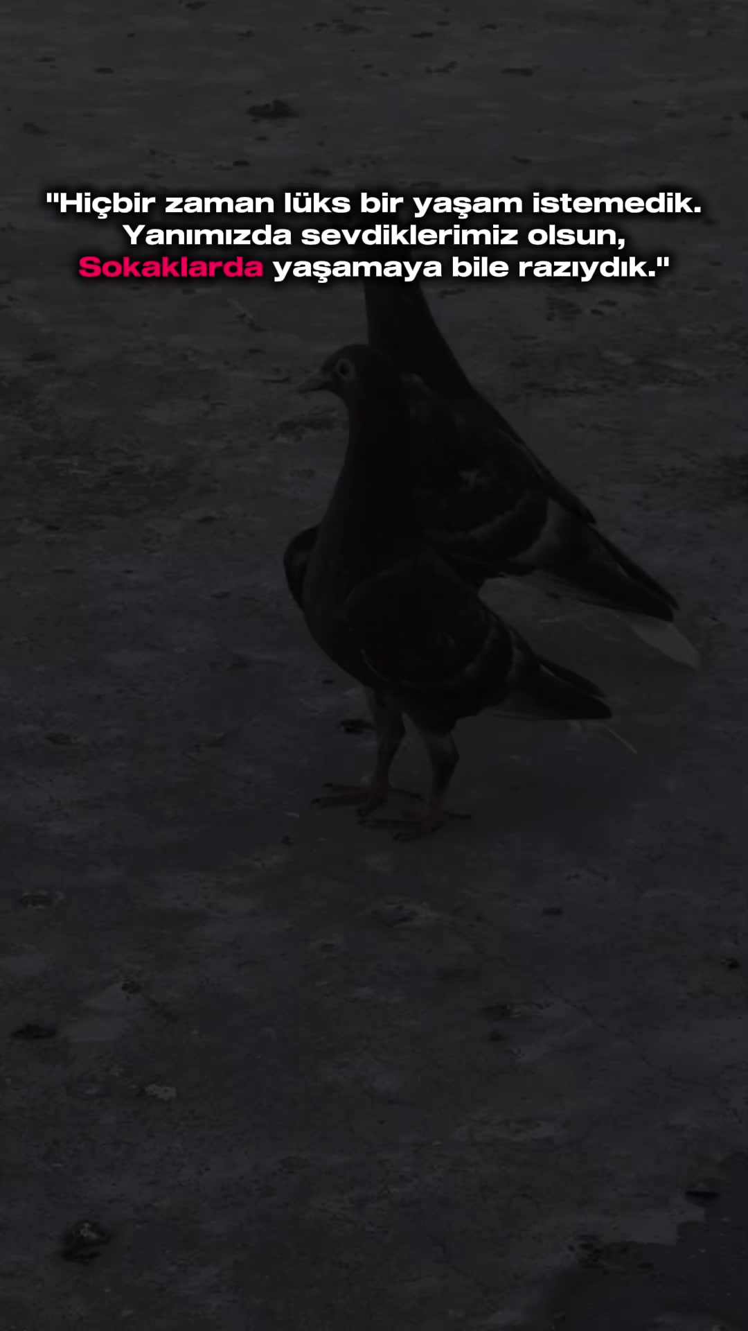 @Mustafaa Dolğun
