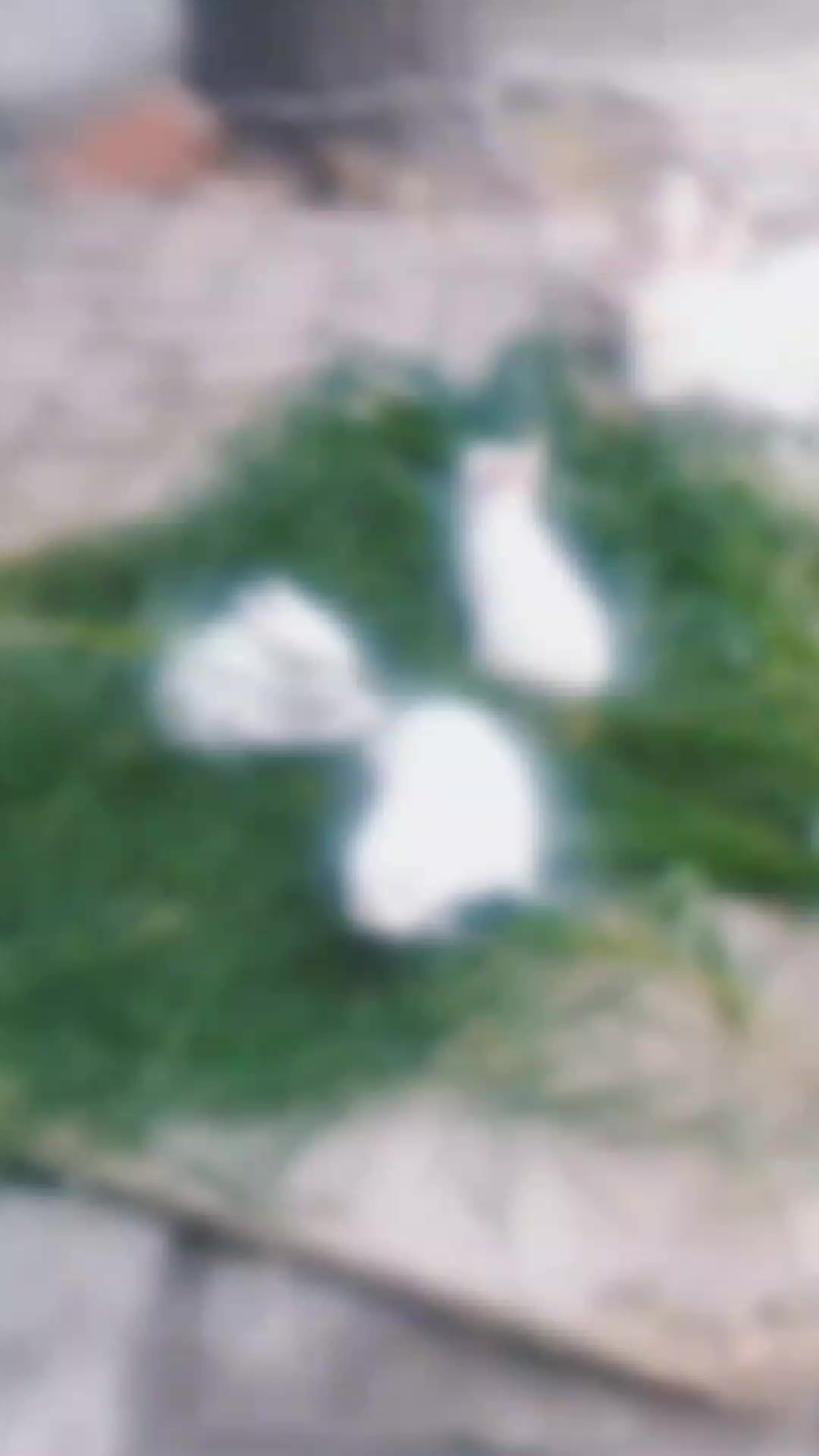 @꧁༺ 𝑅𝒶𝒿𝒶 𝐻𝒶𝒾𝒹𝑒𝓇༻꧂