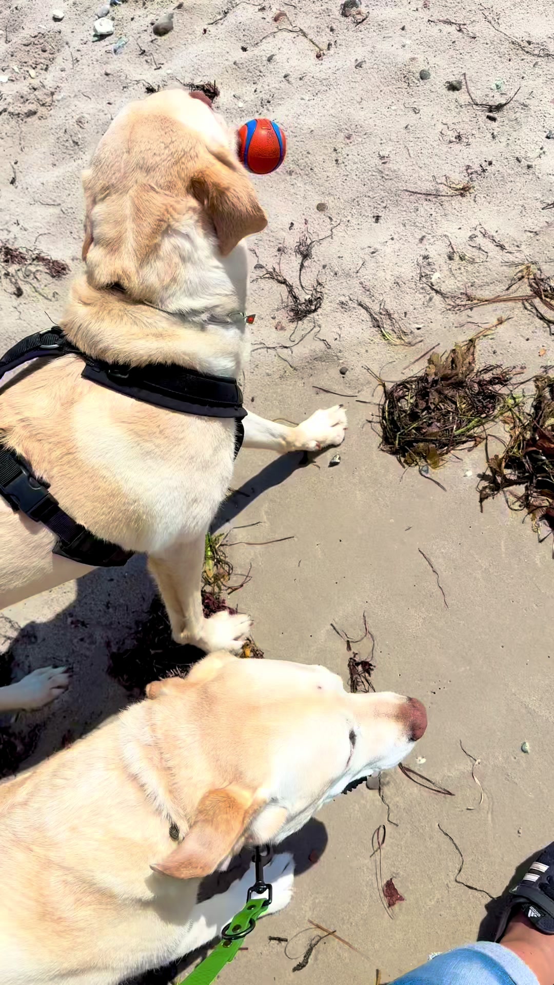 @harzerhunde