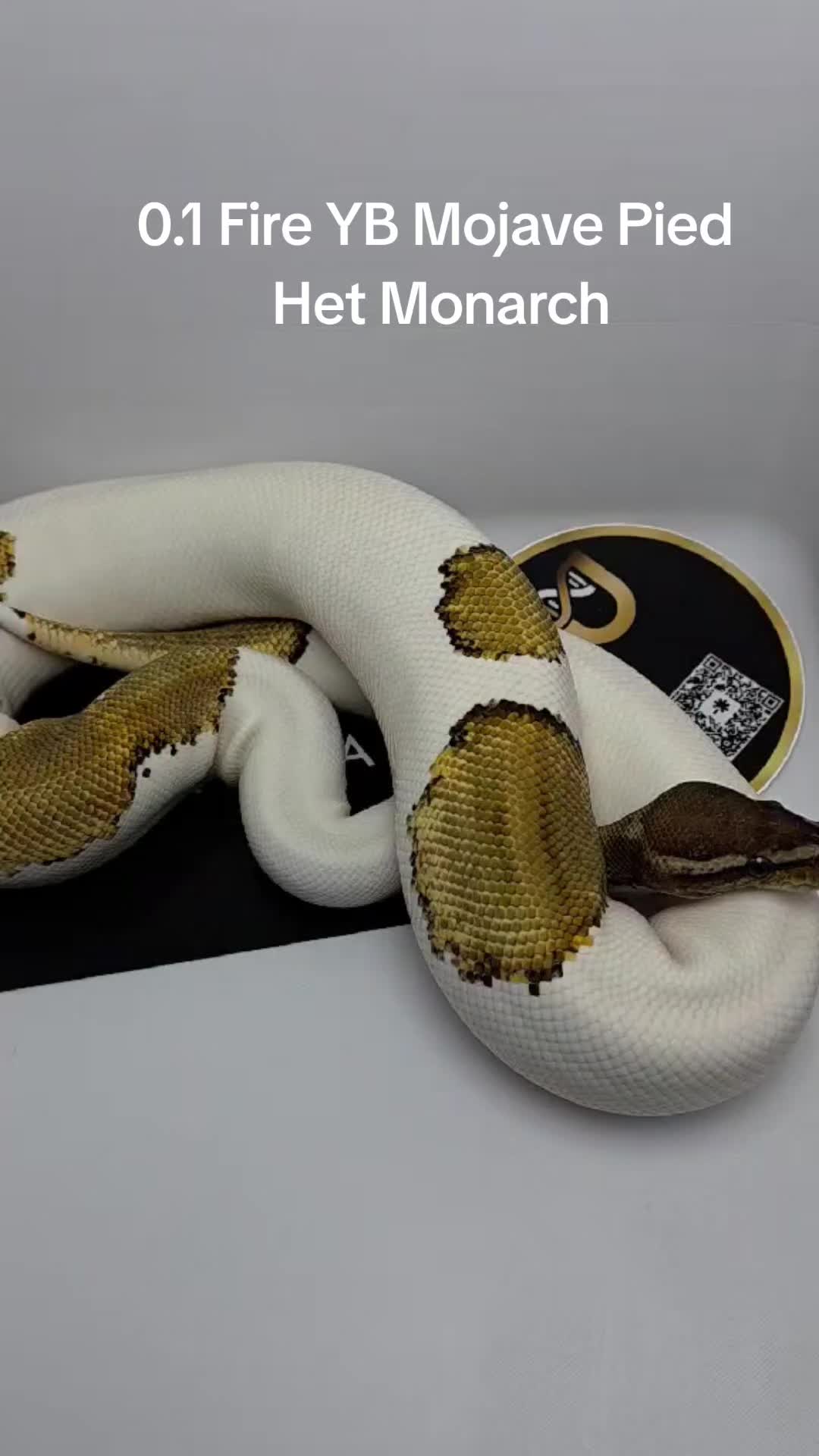 @Proxima Reptilis