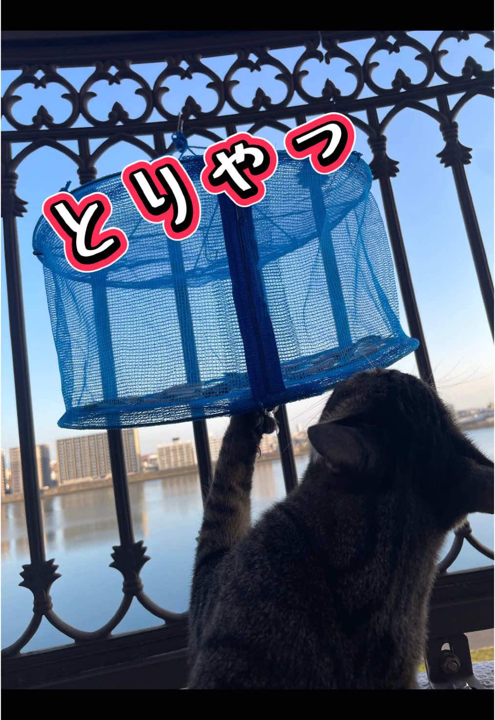 @Chikurokie