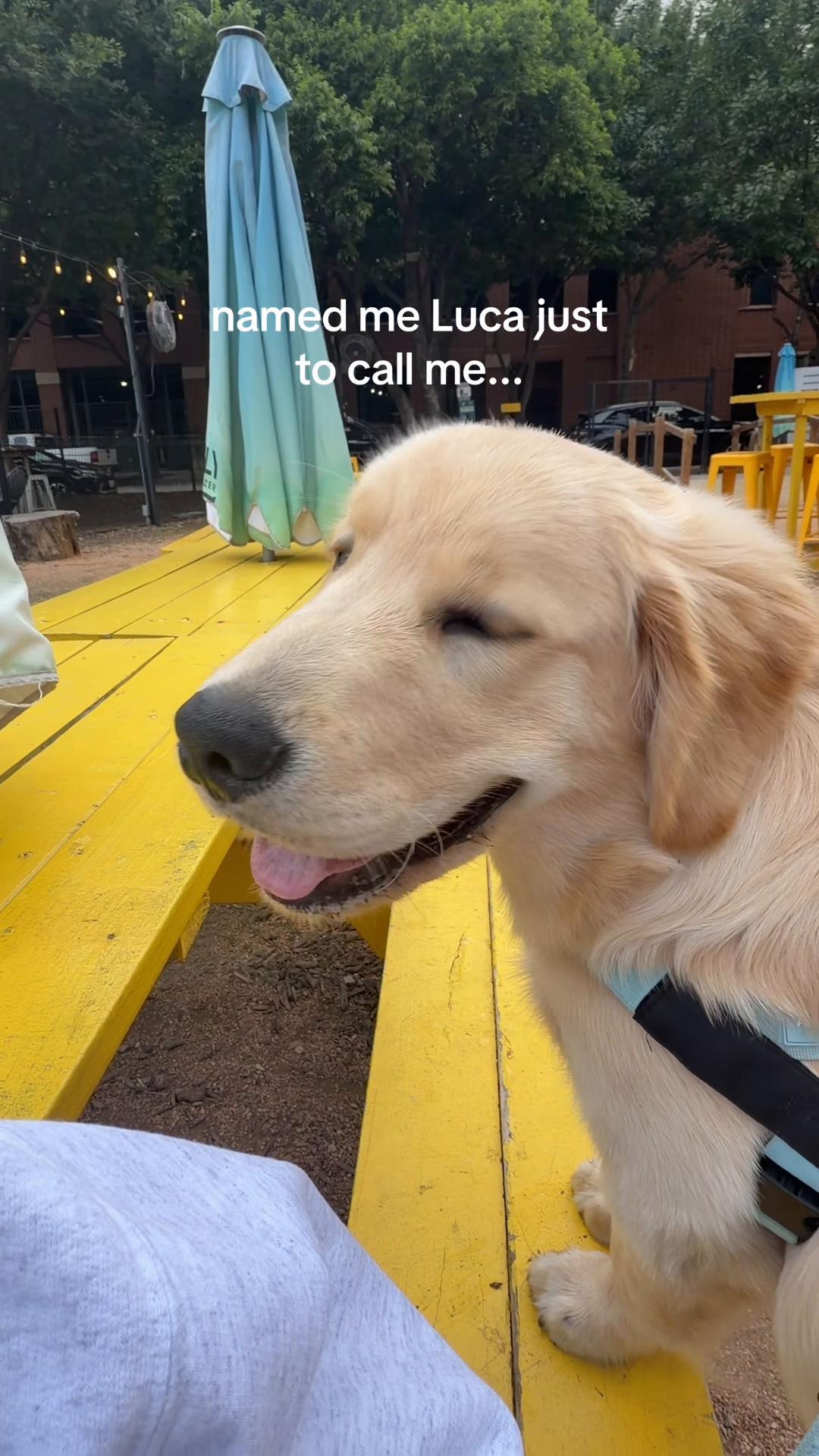 @Luca the Golden