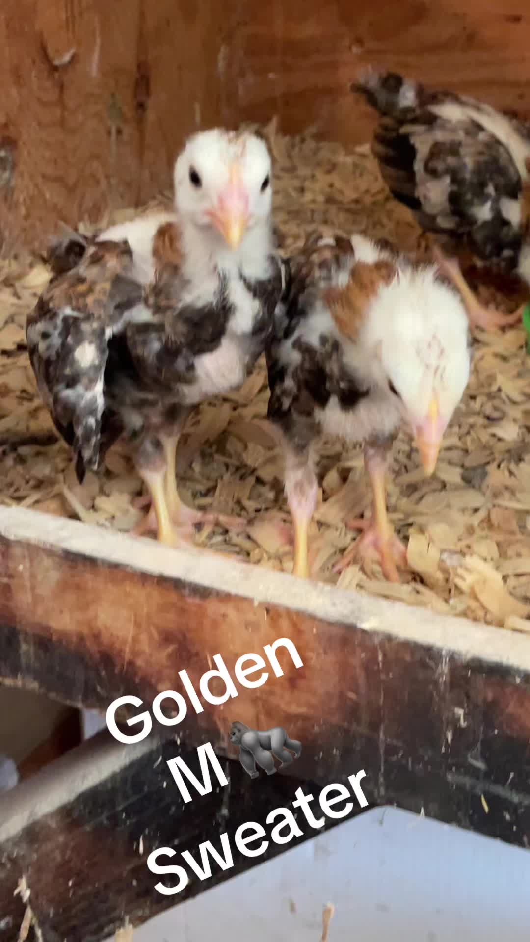 @Josephayala143