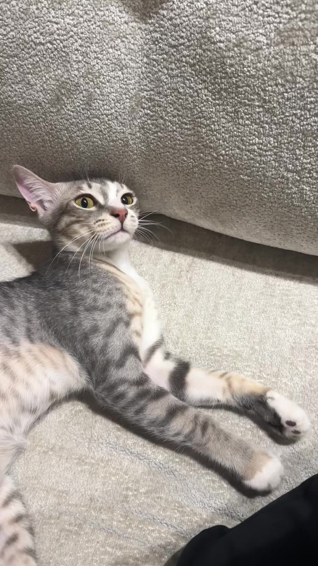 @Lots of cats