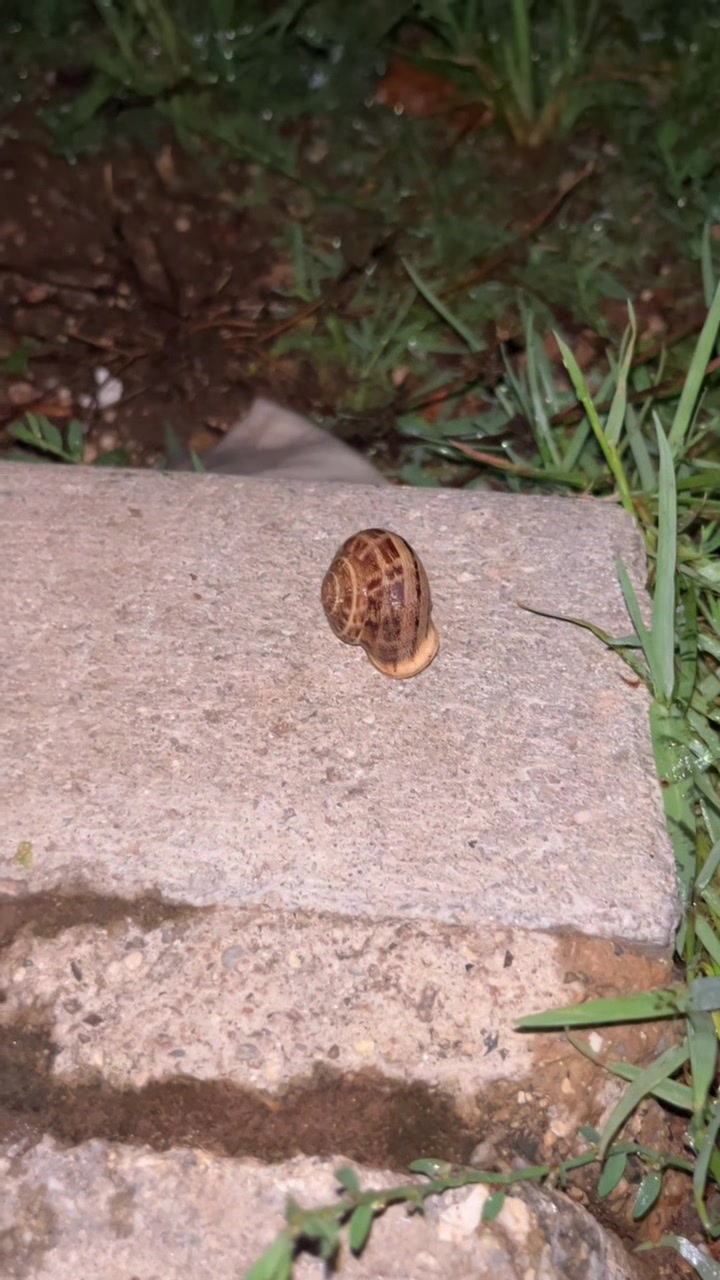 @꩜ï 🌱