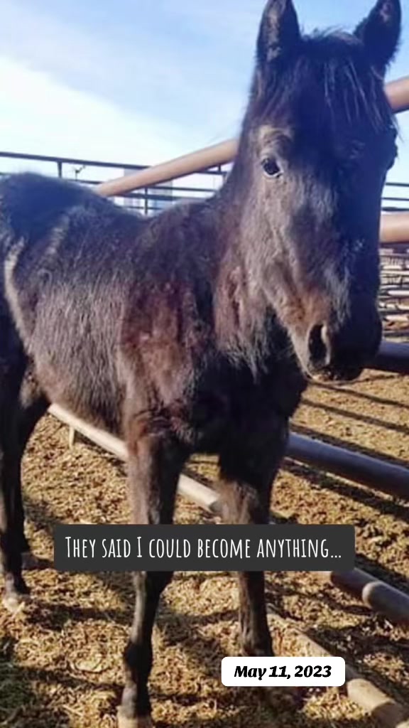@Rudnik the Roan